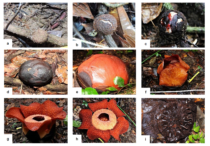 世界最大の花 ラフレシアの新産地とその生態の解明 地域社会による生息域内保全の促進に期待 21年度 国立環境研究所