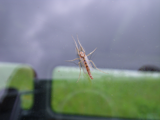 オオユスリカの成虫(オス)の写真