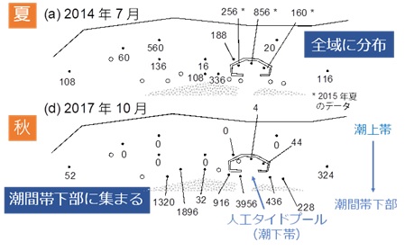 図3．干潟上でのウミニナの空間分布