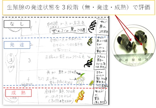 図4．ウミニナを解剖し生殖腺（滑層瘤が形成された成熟個体では、産卵期が近づくと生殖腺全体が黄色になる）の発達具合を評価・記録した。