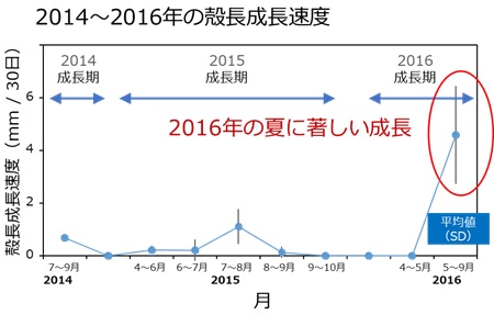 図6．ウミニナの成長速度。