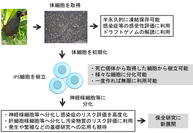 本研究の概略の図