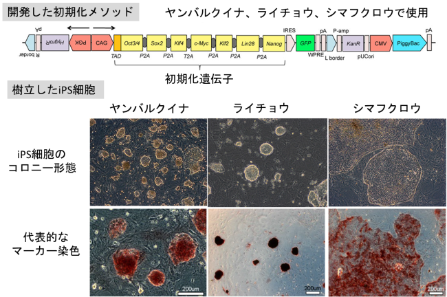ヤンバルクイナ、ライチョウ、シマフクロウのiPS細胞の樹立 細胞が未分化な状態であるとマーカー染色で染色されますの図