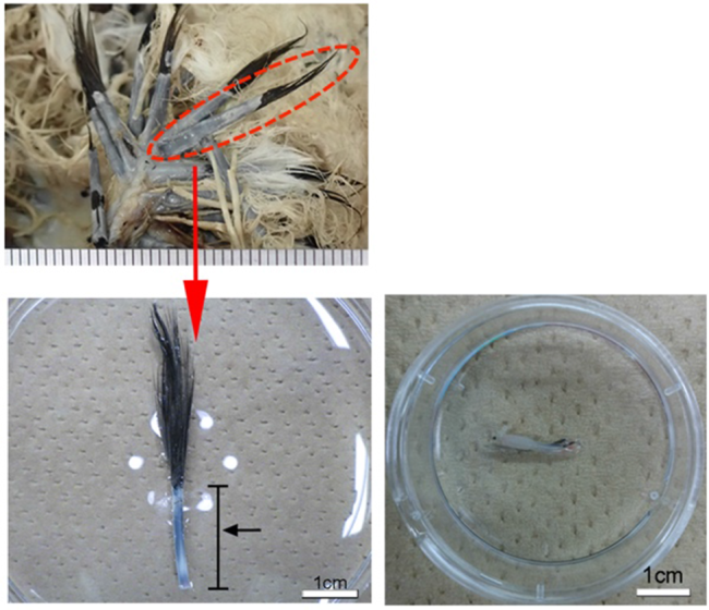 新生羽軸からの体細胞の取得の図