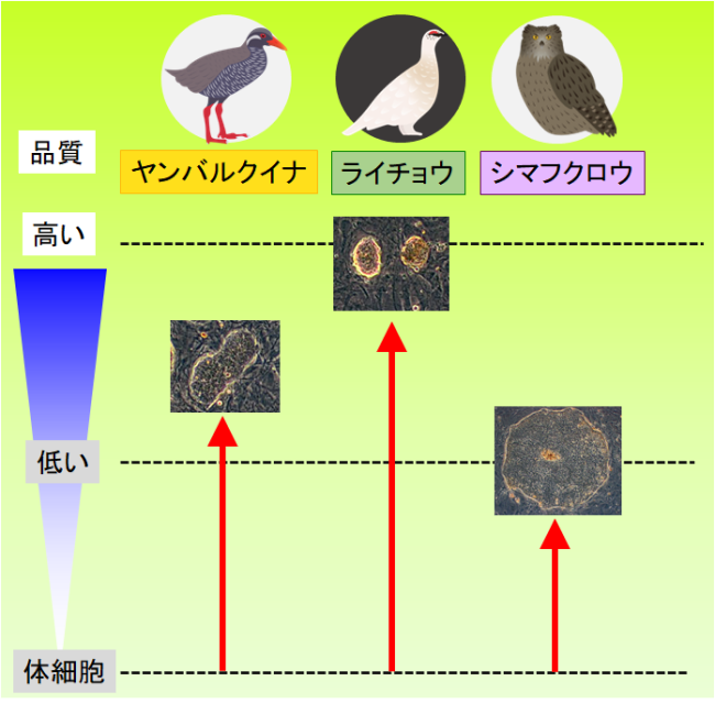 樹立したヤンバルクイナ、ライチョウ、シマフクロウのiPS細胞の性質の図