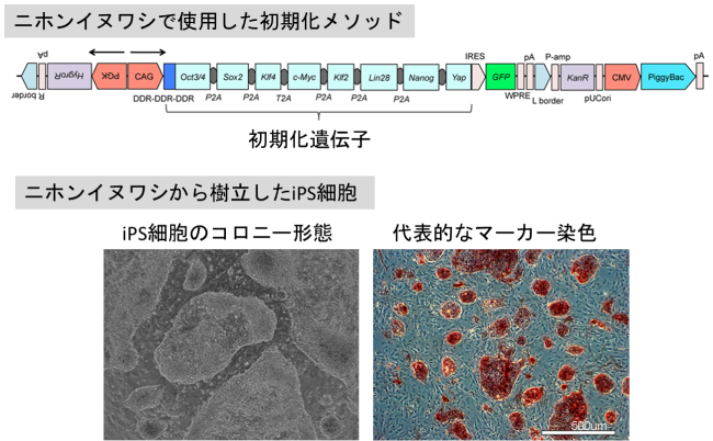 ニホンイヌワシのiPS細胞の樹立の図