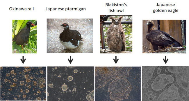 Image of our established endangered avian-derived iPSCs.  The upper panel images show the endangered avian species and lower images are of iPSCs from the corresponding avian species. 