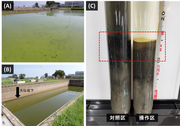 (A)水位操作前（満水時）の富栄養化処理で発生したアオコ（緑色のペンキを溢したように水面を覆っている図
