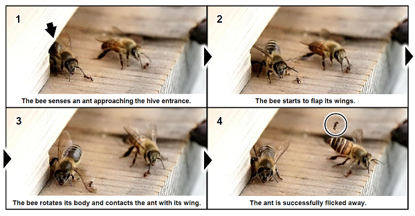 Figure 1 picture