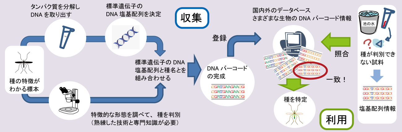DNAバーコーディングの情報収集の流れ