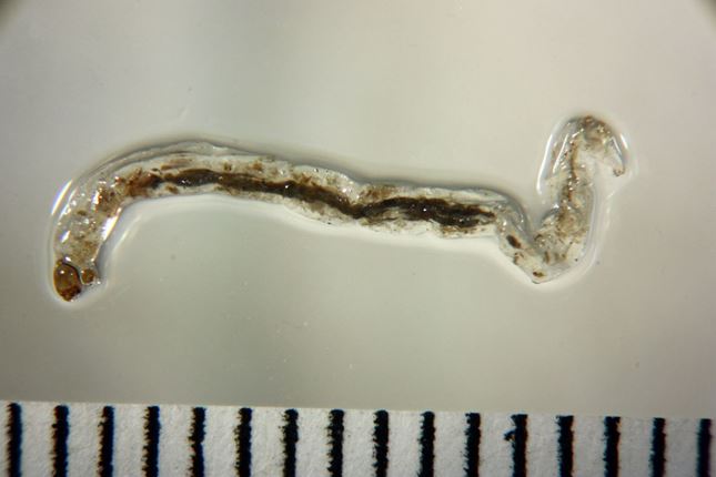 ユスリカDB 標本詳細情報