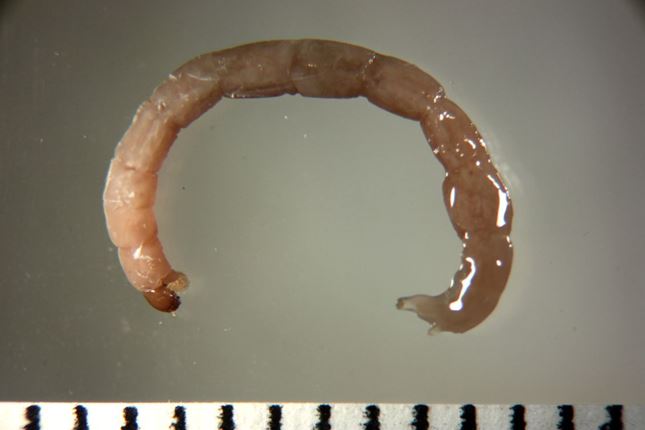 Chironomus nipponensis (Specimen ID: S0100)